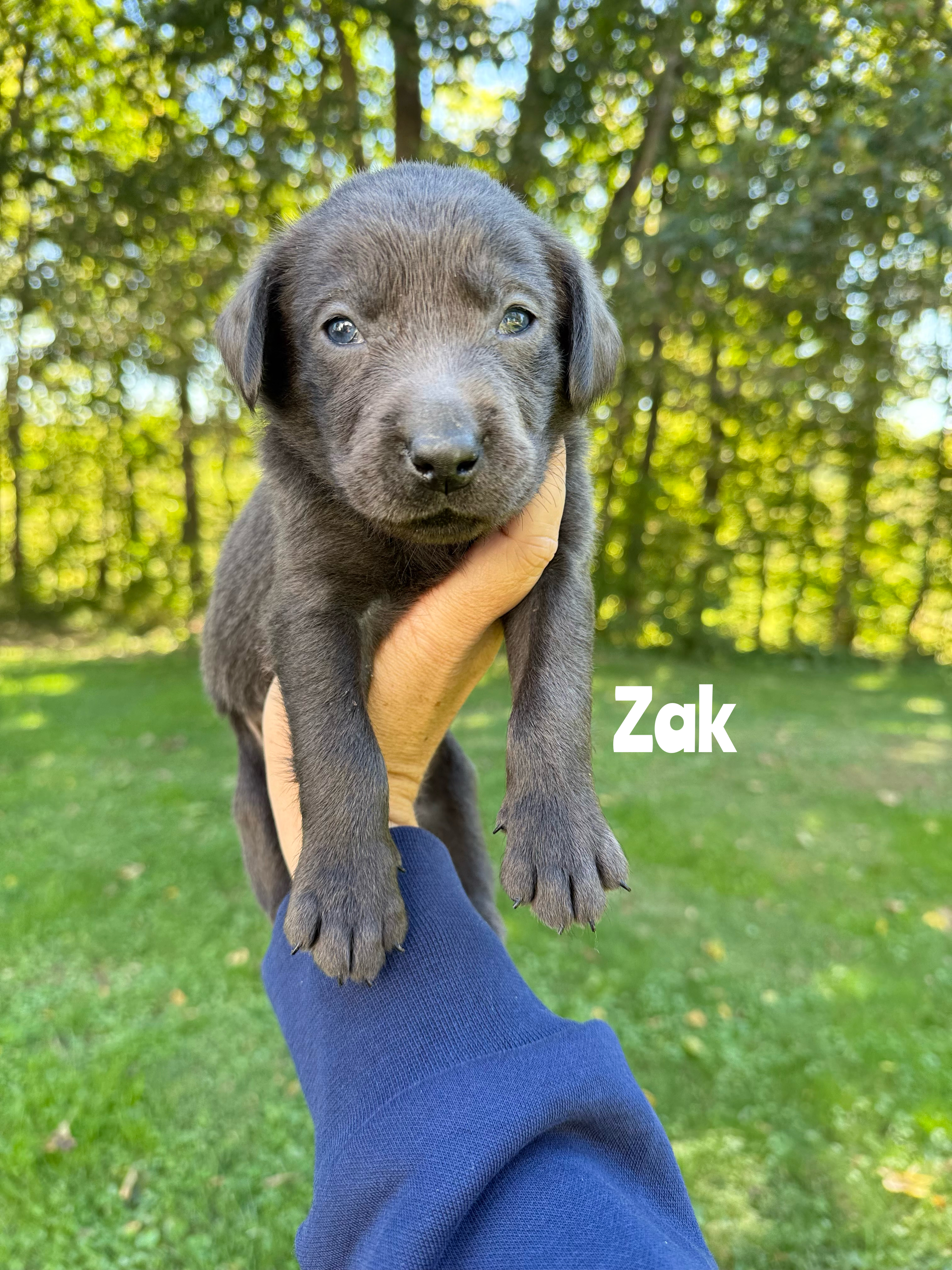 Zak 1